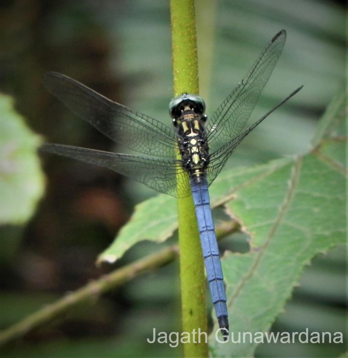 Orthetrum luzonicum Brauer, 1868